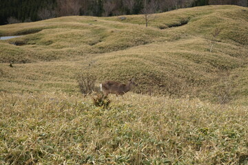 Wild deer standing on the grassland of the Shiretoko Five Lakes