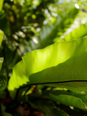 Green leaves with dappled sunlight. Dreamy effect. Abstract background. Beauty in nature.