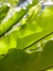 Green leaves with dappled sunlight. Dreamy effect. Abstract background. Beauty in nature.