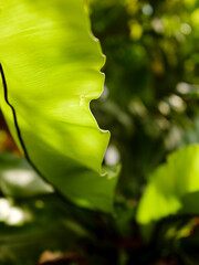 Green leaves with dappled sunlight. Dreamy effect. Abstract background. Beauty in nature.