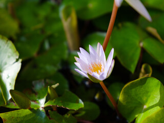 Small water lily flower with dappled sunlight effect. Beauty in nature.