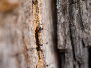 Tree trunk and bark close up texture with ants. Beauty of nature.