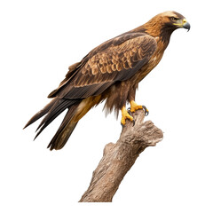 Fototapeta premium Majestic Golden Eagle Perched on a Tree Branch