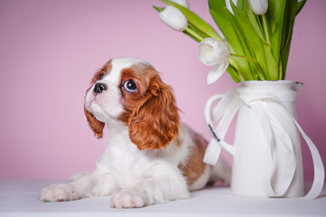beautiful cute cavalier king charles spaniel puppy on pink background next to vase with spring...