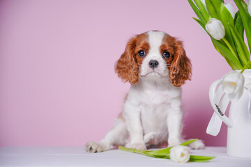 beautiful cute cavalier king charles spaniel puppy on pink background sits in basket next to vase...