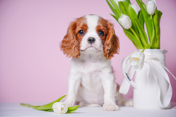 beautiful cute cavalier king charles spaniel puppy on pink background sits in basket next to vase...