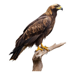 Fototapeta premium Majestic Golden Eagle Perched on Branch Displaying Power