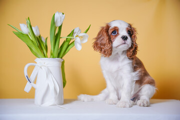 beautiful cute cavalier king charles spaniel puppy on yellow background in studio next to vase with...