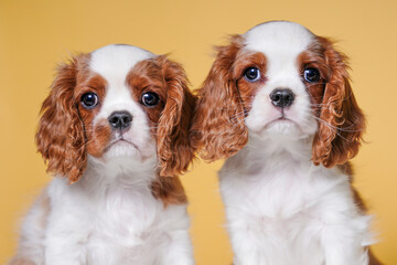 two cute cavalier king charles spaniel puppies on yellow background looking at camera in studio