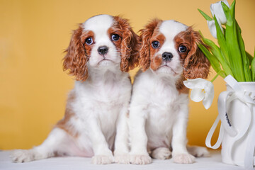 two cute cavalier king charles spaniel puppies on yellow background looking at camera in studio...