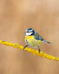 tree winter time small bird on blurred background Poland Europe