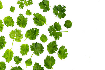 Fototapeta premium Fresh organic coriander, vegetables and herbs