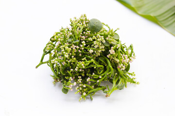 Fresh Flower of Ceylon Spinach or, Malabar Nightshade