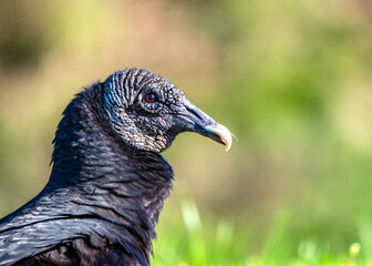 A Vulture letting me take its portrait at the Shadow Creek Ranch Nature Trail in Pearland, Texas
