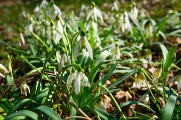 Spring. Snowdrops. Spring mood. Beautiful spring flowers snowdrops.