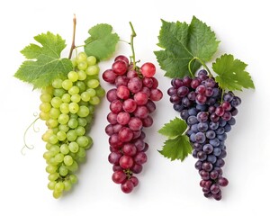 Fototapeta premium bunch of red and green grapes, bunch of grapes, red and green grapes, red and green grapes isolated on white