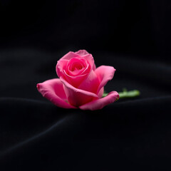 Fototapeta premium Single Pink Rosebud on Velvet
