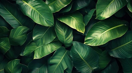 Lush Green Tropical Leaves Background Texture