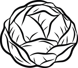 Illustration of a cabbage depicted in a detailed drawing style with black lines for design themes.