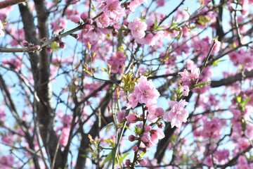 ピンク色の花　桜