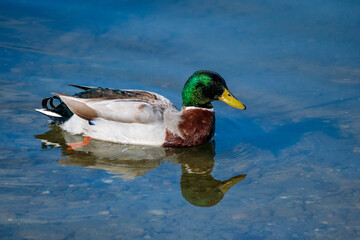 Graceful Glide. Swimming duck , reflection in the water. 