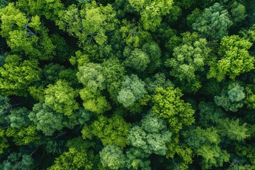 Naklejka premium Aerial top view of green trees in forest. Green tree nature background for carbon neutrality and net zero emissions concept. Drone view of green tree captures CO2 to Sustainable green environment. MZ 