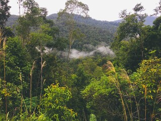 Landscape of Meratus Mountain, Borneo Rainforest Indonesia