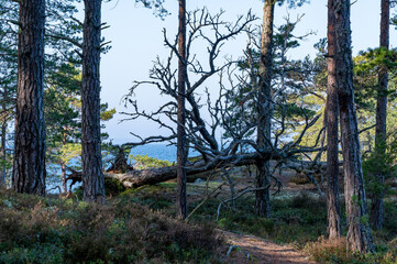 Fototapete bei efototapeten.de bestellen   