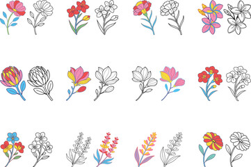Collection of Line Art and Colored Floral Designs Various Flowers Botanical Illustrations