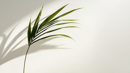 Fototapeta premium solitary palm leaf silhouette casts delicate shadow against soft, neutral background, evoking sense of tranquility and nature beauty. 