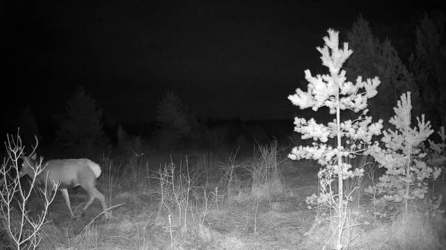 Male red deer (Cervus elaphus) walking in front of a trail camera. Saaremaa, Estonia.