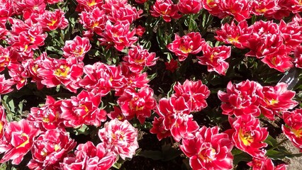 Spring blossoming red double early tulips at Keukenhof flower garden in Lisse, Netherlands