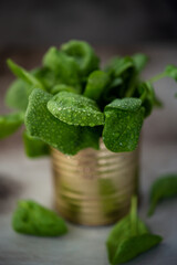 Spinach leaves with drops of water in a tin can. Selective focus