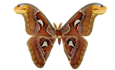 The Saturnia Attacus atlas moth is displayed in isolation, revealing its intricate wing designs and rich color palette. This remarkable specimen highlights the beauty of moths.