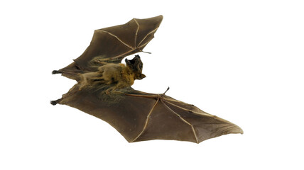 A close-up view of a stuffed Cynopterus minutus bat, highlighting its delicate wings and facial...