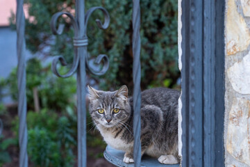 Urban Rest – Gray Cat on Metal Bin Behind Forged Door