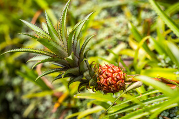 Close up of pineapple fruit growing in a field