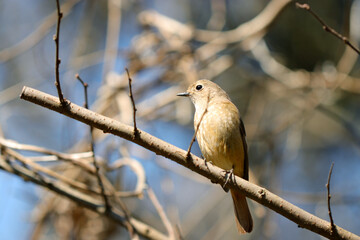 早春の青空を背景に高木の枝にとまるジョウビタキの雌鳥（自然光+中望遠マクロ接写）