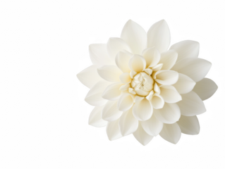 A white flower with a yellow center. The flower is the main focus of the image. The flower is surrounded by a white background