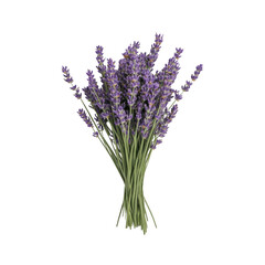 Fototapeta premium A bunch of lavender flowers are arranged in a bunch, with some of the flowers being purple and others being white. The flowers are all different sizes