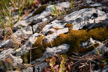 Close-Up of Moss Growing Over Natural Rock Formation in Bright Daylight..