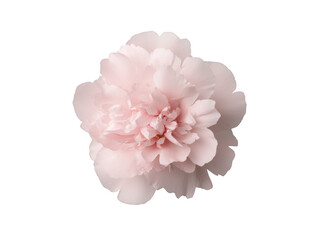 A single pink flower with a white background. The flower is the main focus of the image and it is the only thing that is visible. The flower is delicate and beautiful