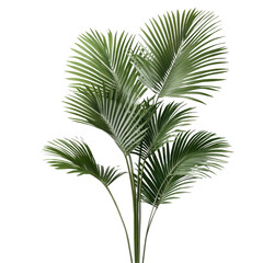 A tall palm tree with green leaves. The tree is the main focus of the image. The leaves are long and thin, and the tree appears to be reaching towards the sky. The image has a serene and peaceful mood