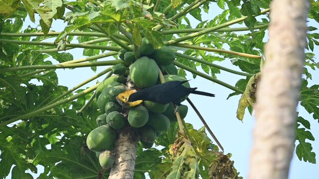 Asian koel or Eudynamys scolopaceus bird eating ripe papaya. It is a member of the&nbsp;cuckoo&nbsp;family&nbsp;of&nbsp;birds, the&nbsp;Cuculidae. It is found in the&nbsp;Indian Subcontinent and Southeast Asia. Slow motion video. 