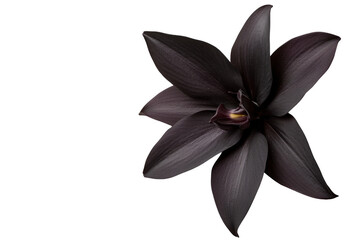 A black flower with a yellow center. The flower is surrounded by a white background. The flower is the main focus of the image