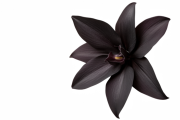 A black flower with a yellow center. The flower is surrounded by a white background. The flower is the main focus of the image