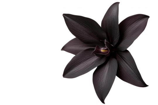 A black flower with a yellow center. The flower is surrounded by a white background. The flower is the main focus of the image
