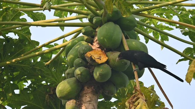 Asian koel or Eudynamys scolopaceus bird eating ripe papaya. It is a member of the&nbsp;cuckoo&nbsp;family&nbsp;of&nbsp;birds, the&nbsp;Cuculidae. It is found in the&nbsp;Indian Subcontinent and Southeast Asia. Slow motion video. 
