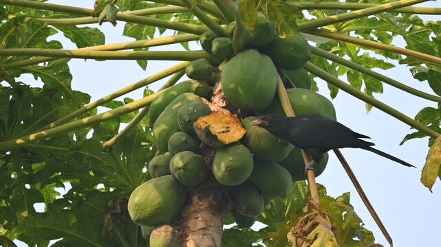 Asian koel or Eudynamys scolopaceus bird eating ripe papaya. It is a member of the&nbsp;cuckoo&nbsp;family&nbsp;of&nbsp;birds, the&nbsp;Cuculidae. It is found in the&nbsp;Indian Subcontinent and Southeast Asia. Slow motion video. 