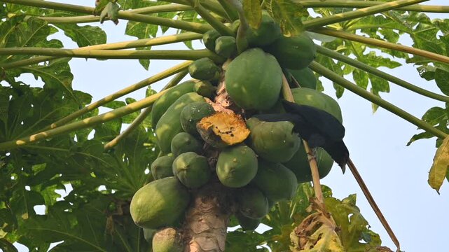 Asian koel or Eudynamys scolopaceus bird eating ripe papaya. It is a member of the&nbsp;cuckoo&nbsp;family&nbsp;of&nbsp;birds, the&nbsp;Cuculidae. It is found in the&nbsp;Indian Subcontinent and Southeast Asia. Slow motion video. 